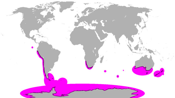 Where we can. Where do Penguins Live. Where Penguins Live. Penguins Live in Colonies and.