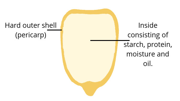 popcorn kernel diagram