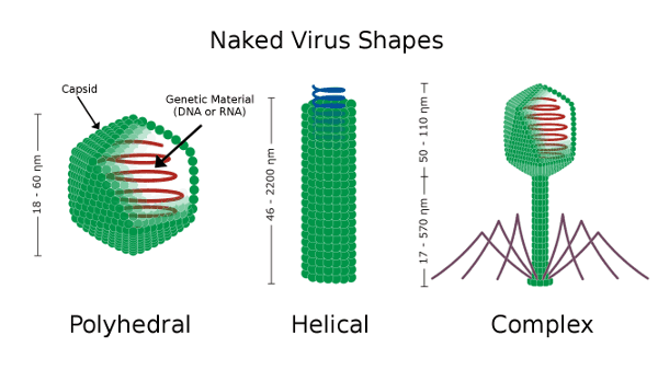 Naked Virus Shapes Polyhedral Helical Complex Capsid Genetic Material (DNA or RNA) 18-60nm 46-2200nm 17-570nm 50-110nm 