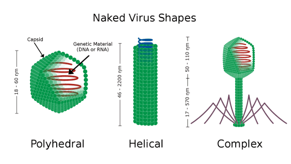 Helical Virus Structure