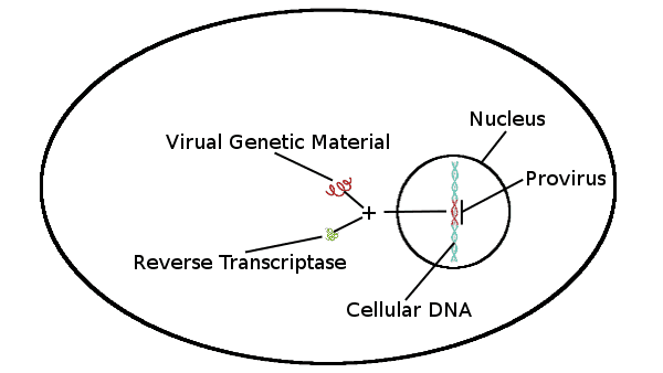 Viral Genetic Material, Reverse Transcriptase, Cellular DNA, Nucleus, Provirus