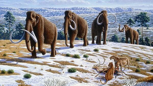 Mammoths and sabre-toothed lions on a snow covered plain.